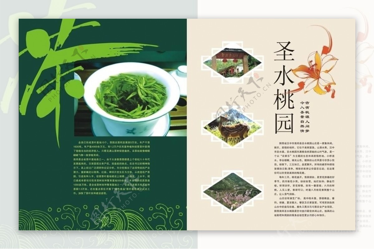 茶圣水桃园图片