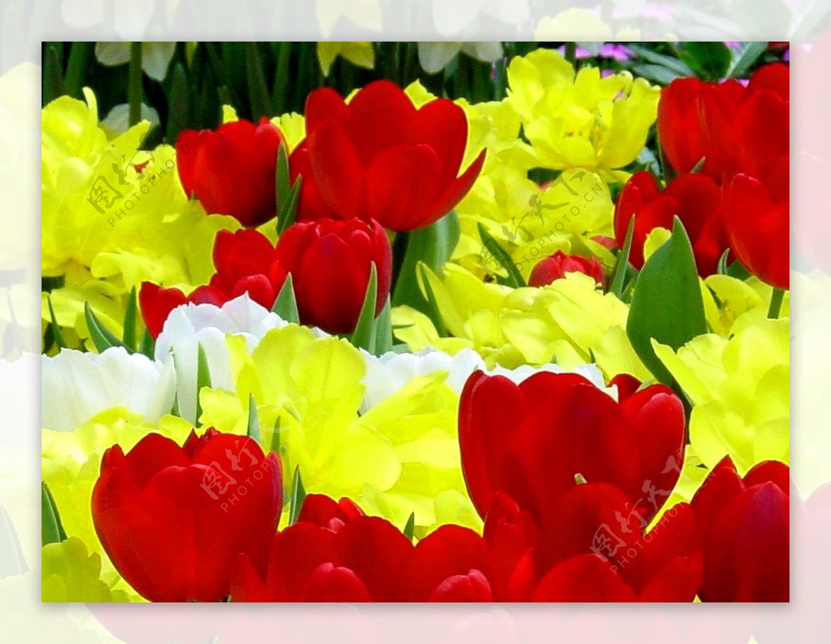 位图植物图案花朵写实花卉郁金香免费素材