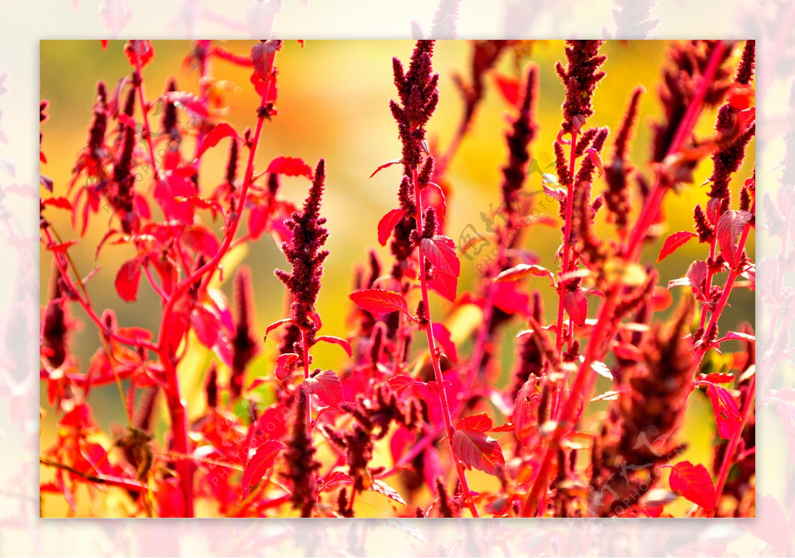 秋天红色野苋菜图片
