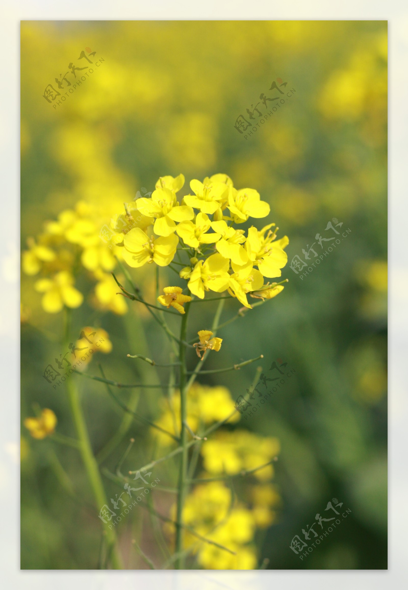 油菜花图片