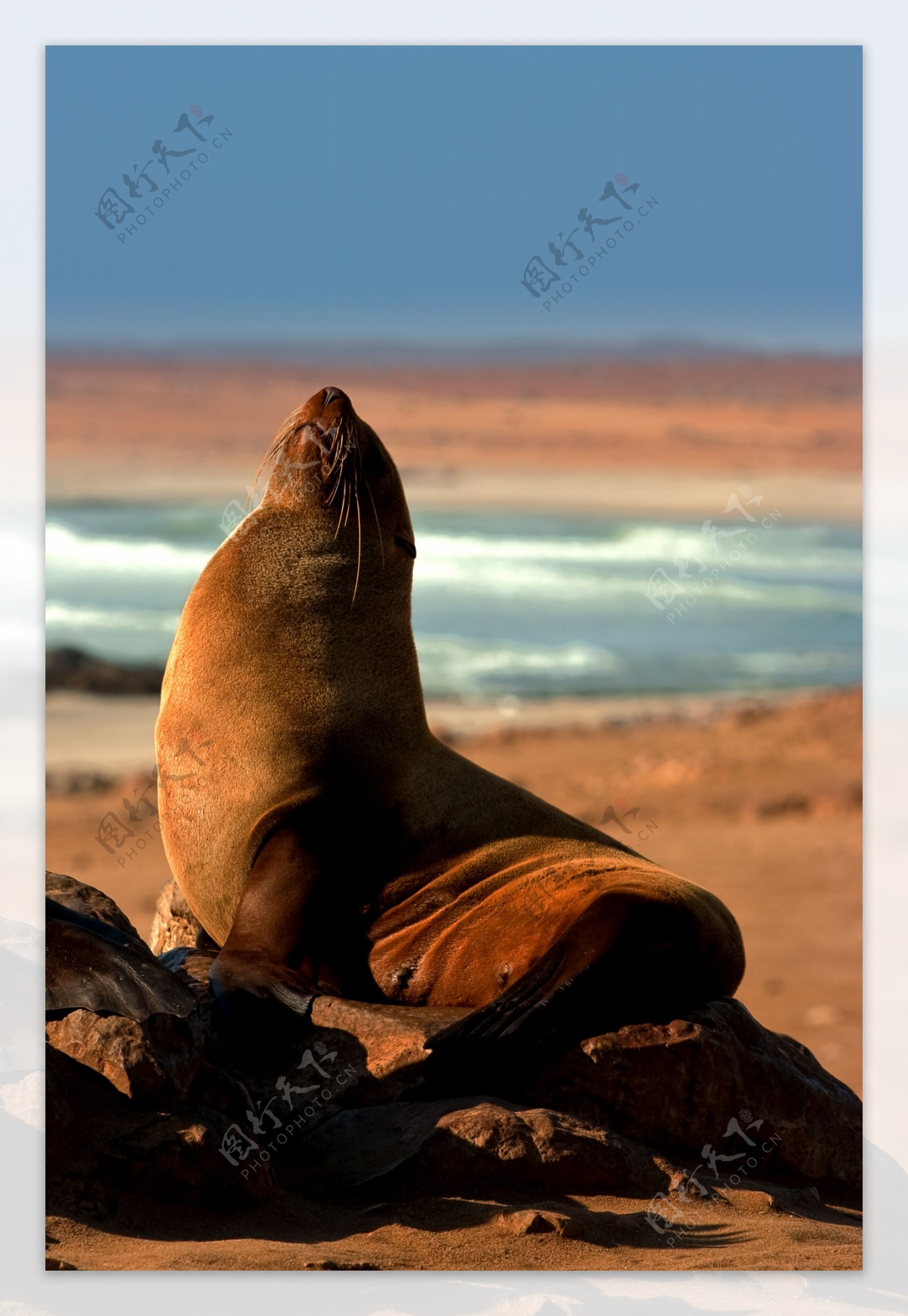 海边海狮图片