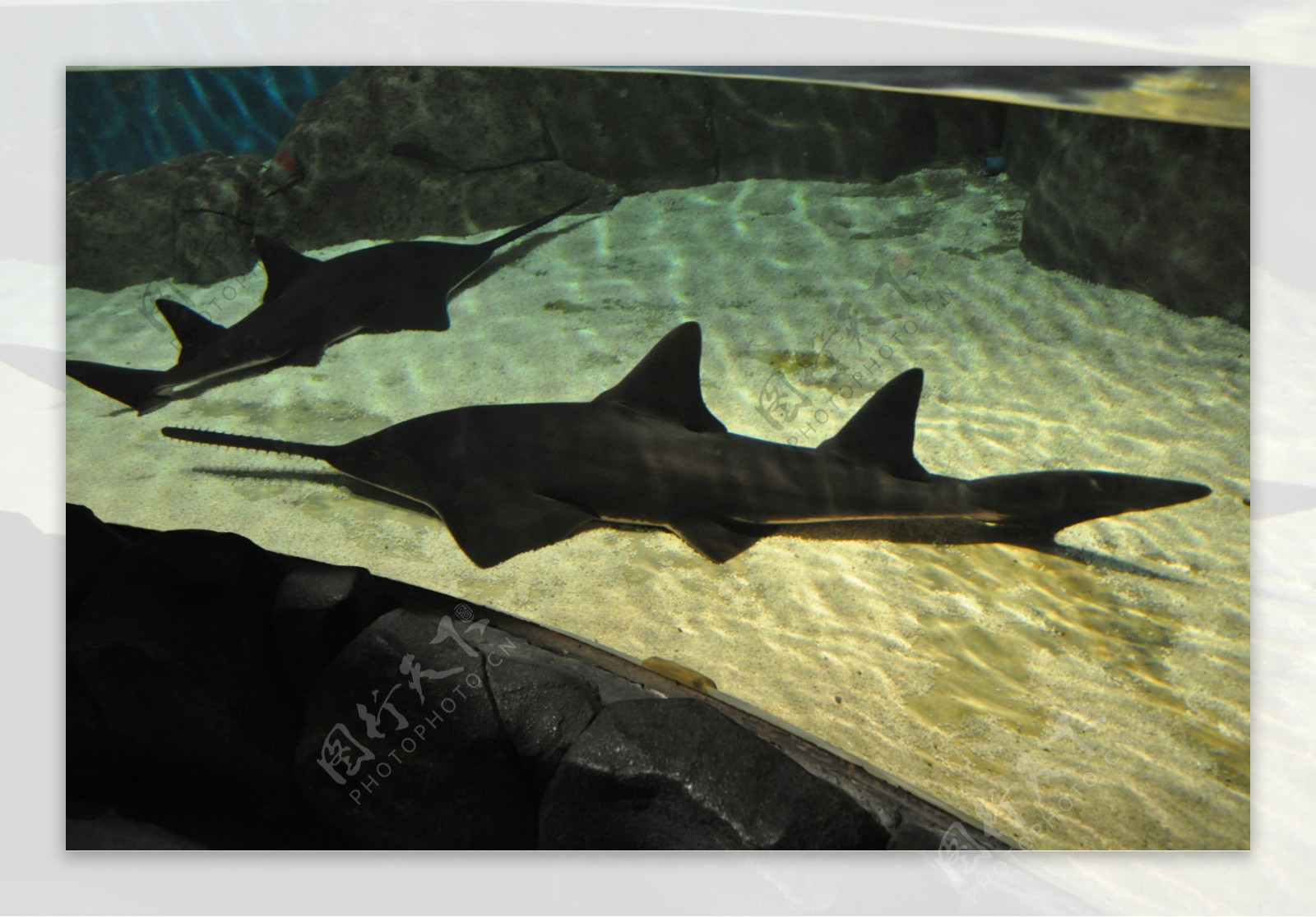 海洋生物深水鲨鱼图片