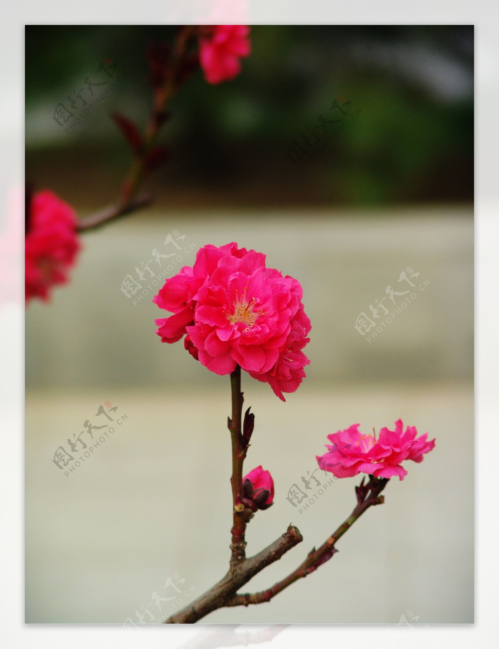 春日里的桃花图片