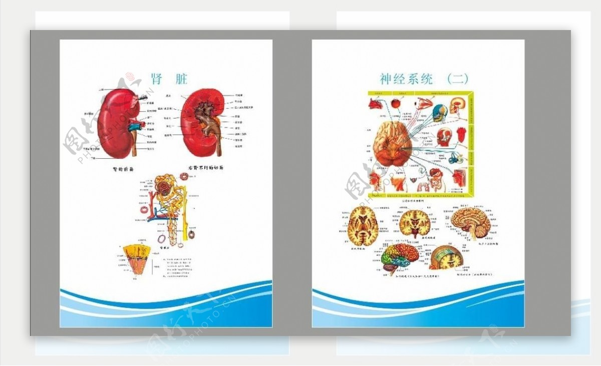 医院解剖图注解剖图未分层图片