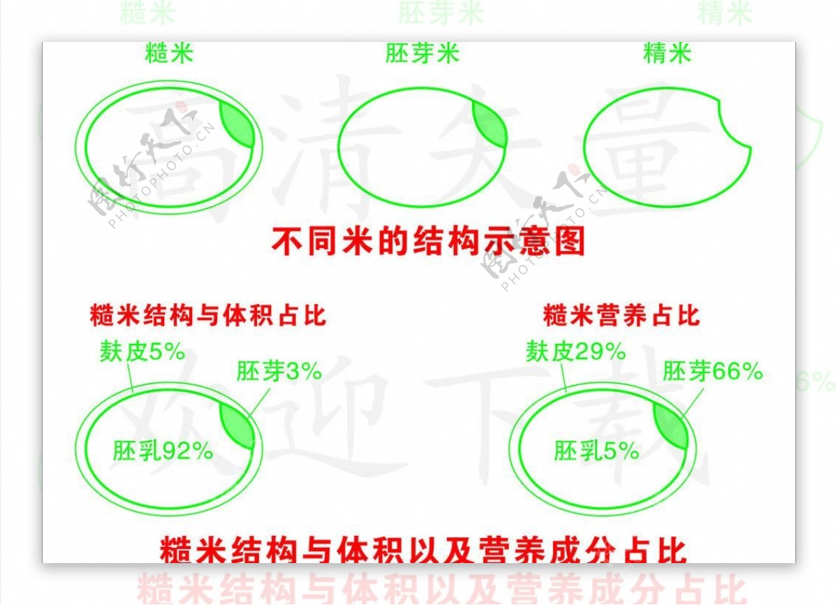 糙米结构图图片