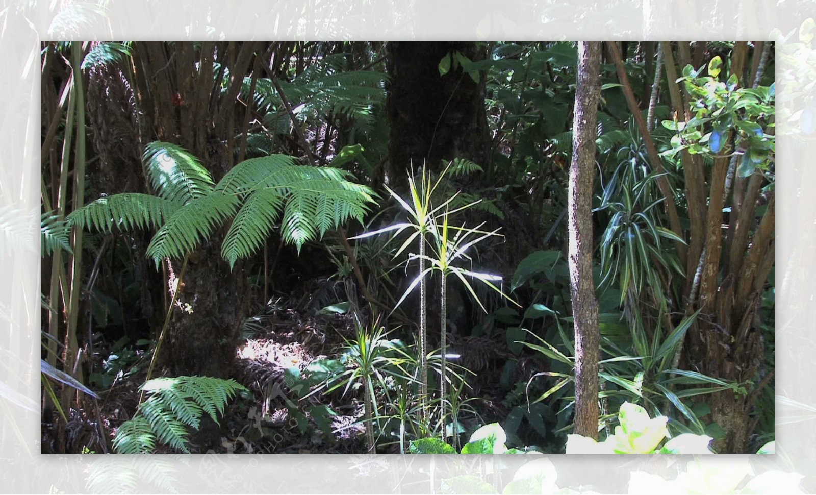 夏威夷热带植物在树林中股票的录像