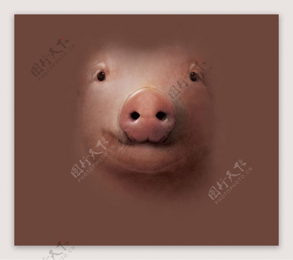 位图动物动物特写猪色彩免费素材