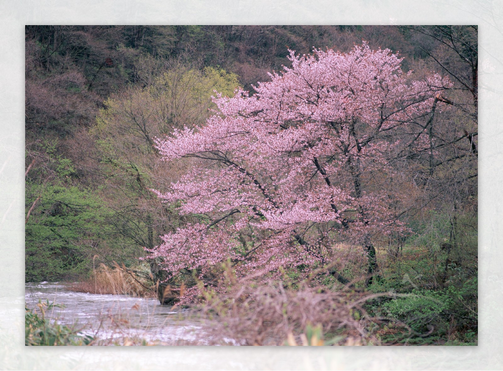 春季桃花图片