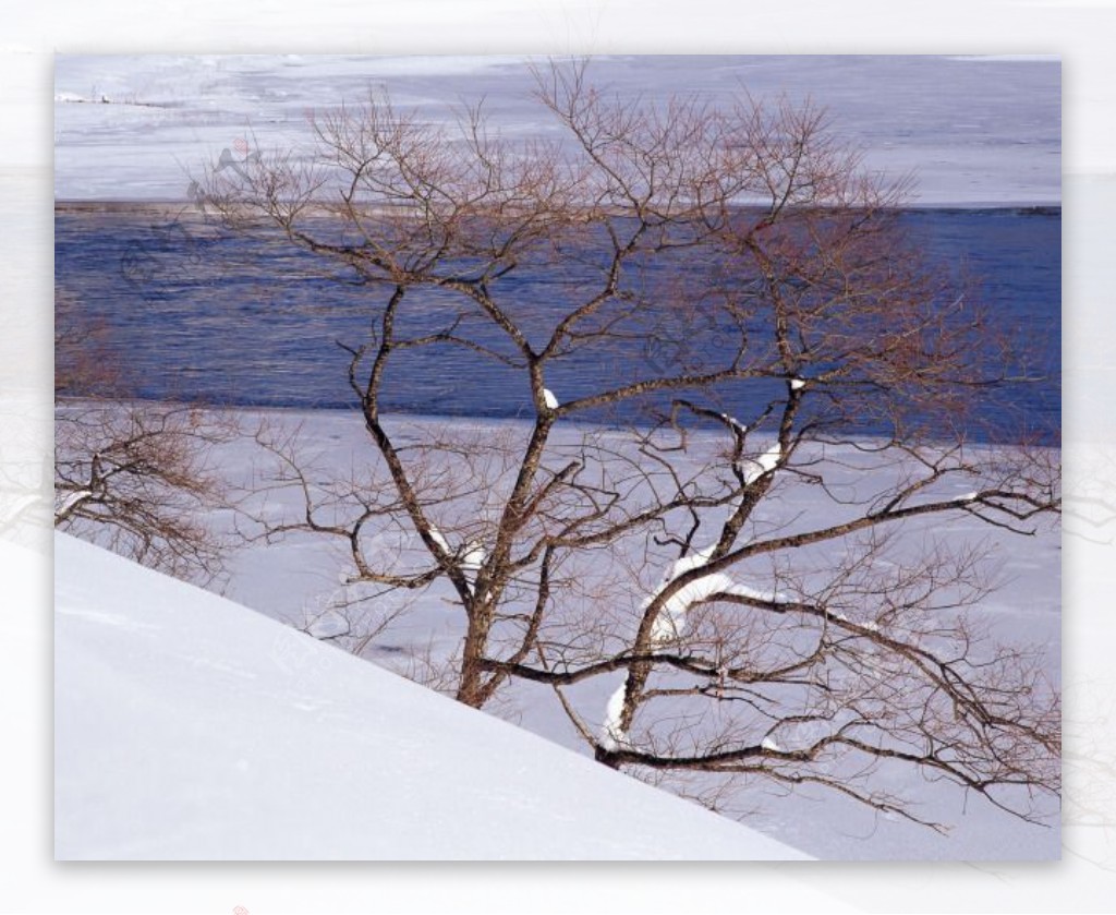 湖边雪景的松树