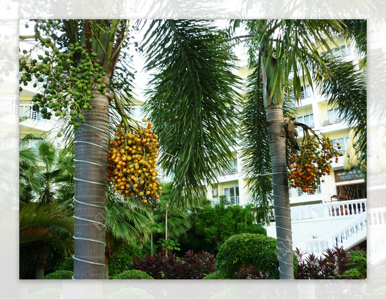 海南椰树小区图片