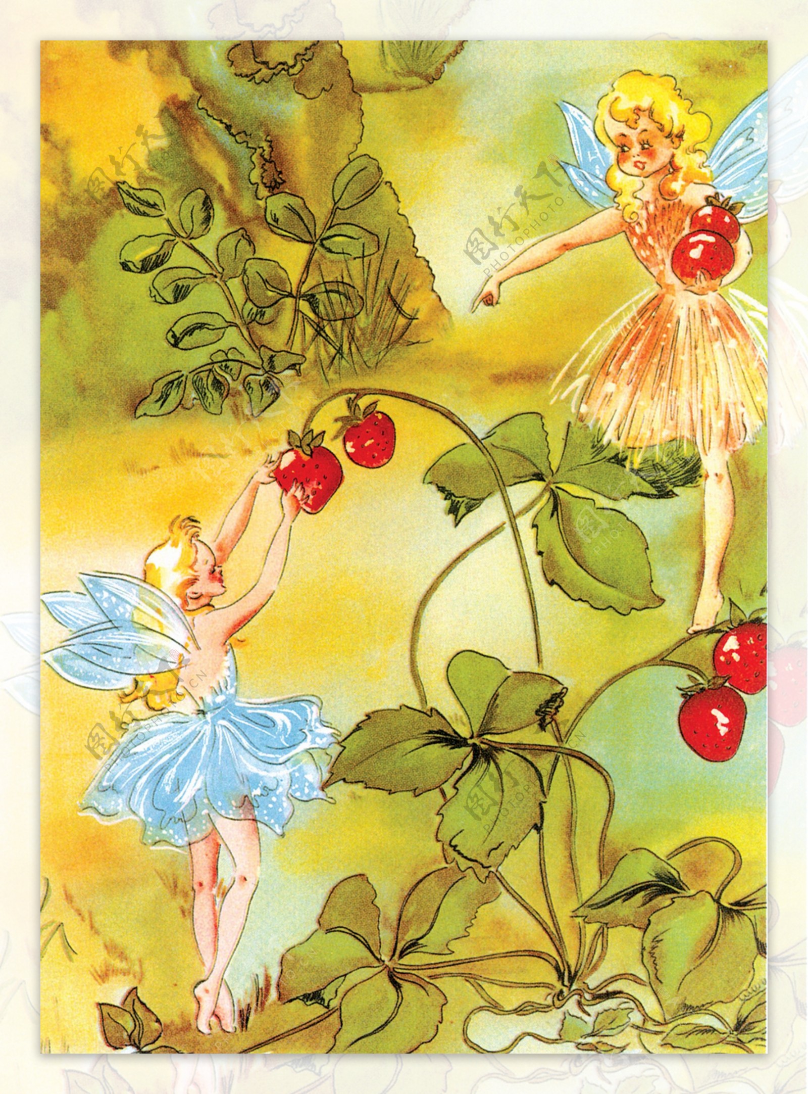 摘草莓的仙女图片