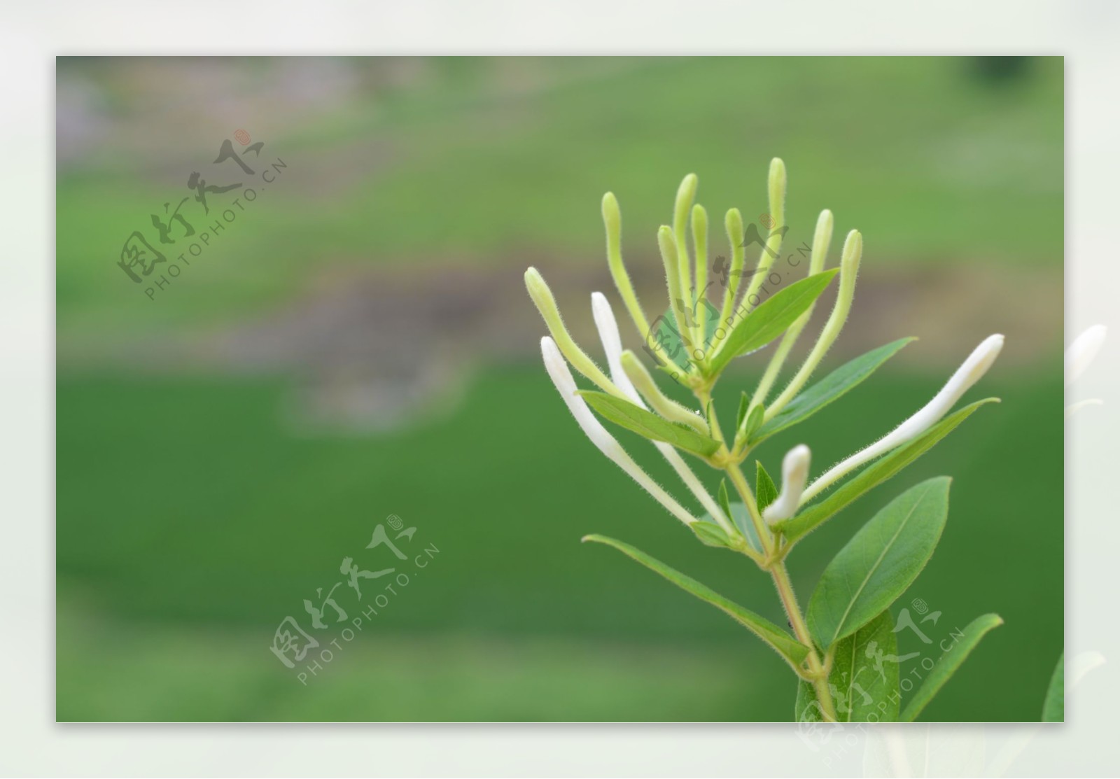 金银花植物绿色春天图片