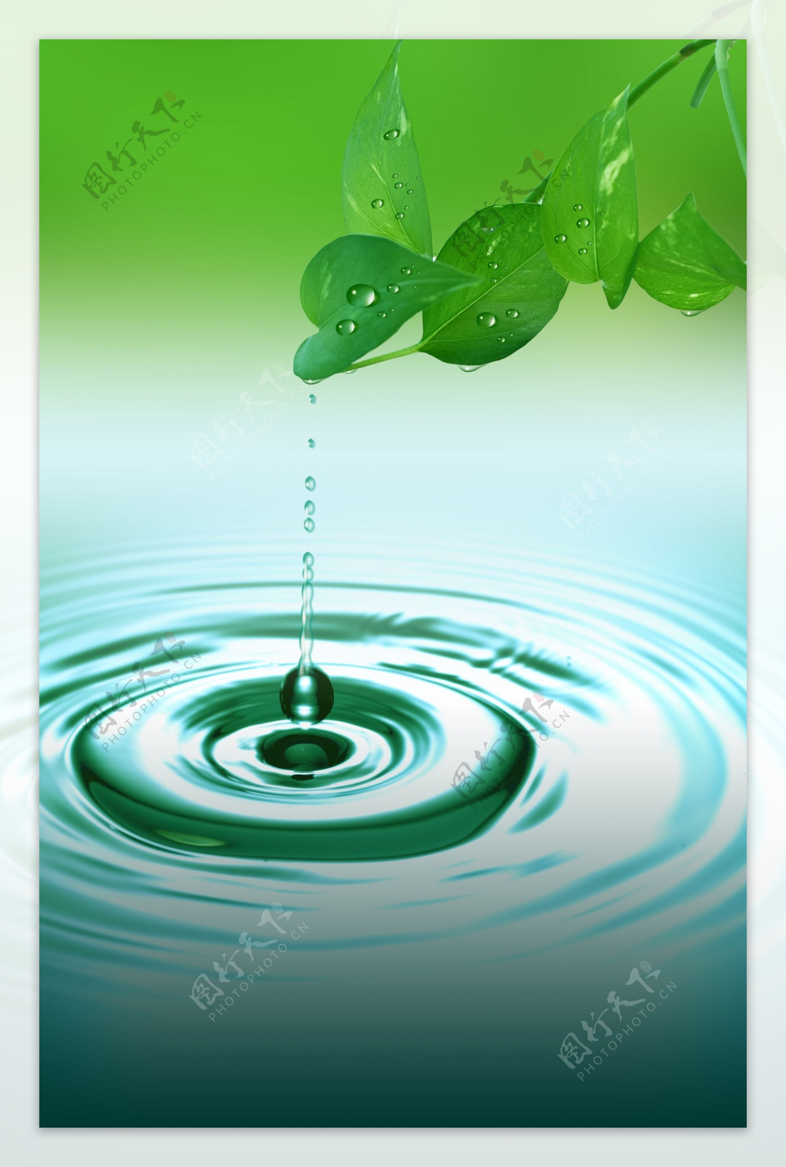 绿叶与水滴图片