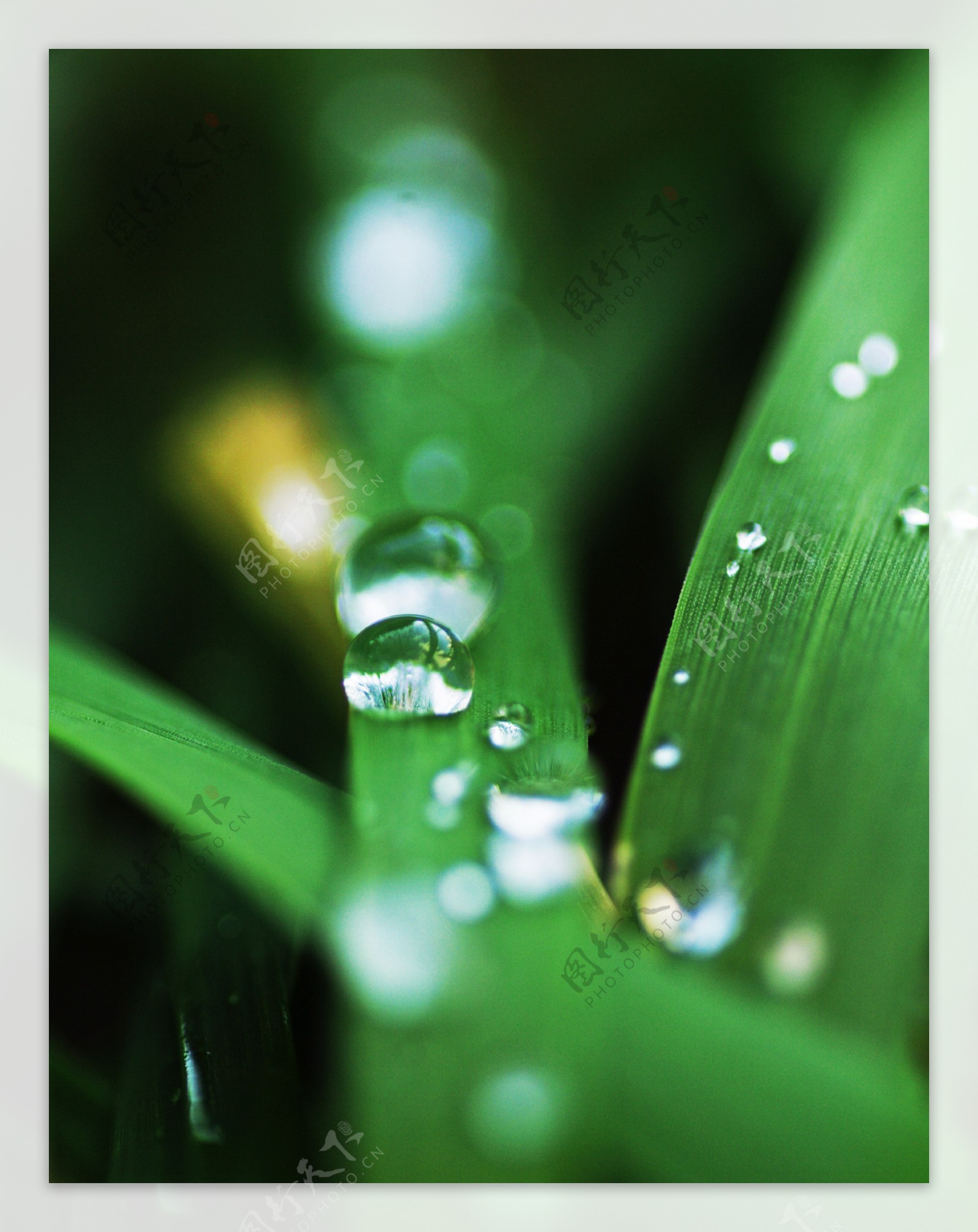 绿叶-水滴(小清新静态壁纸) - 静态壁纸下载 - 元气壁纸