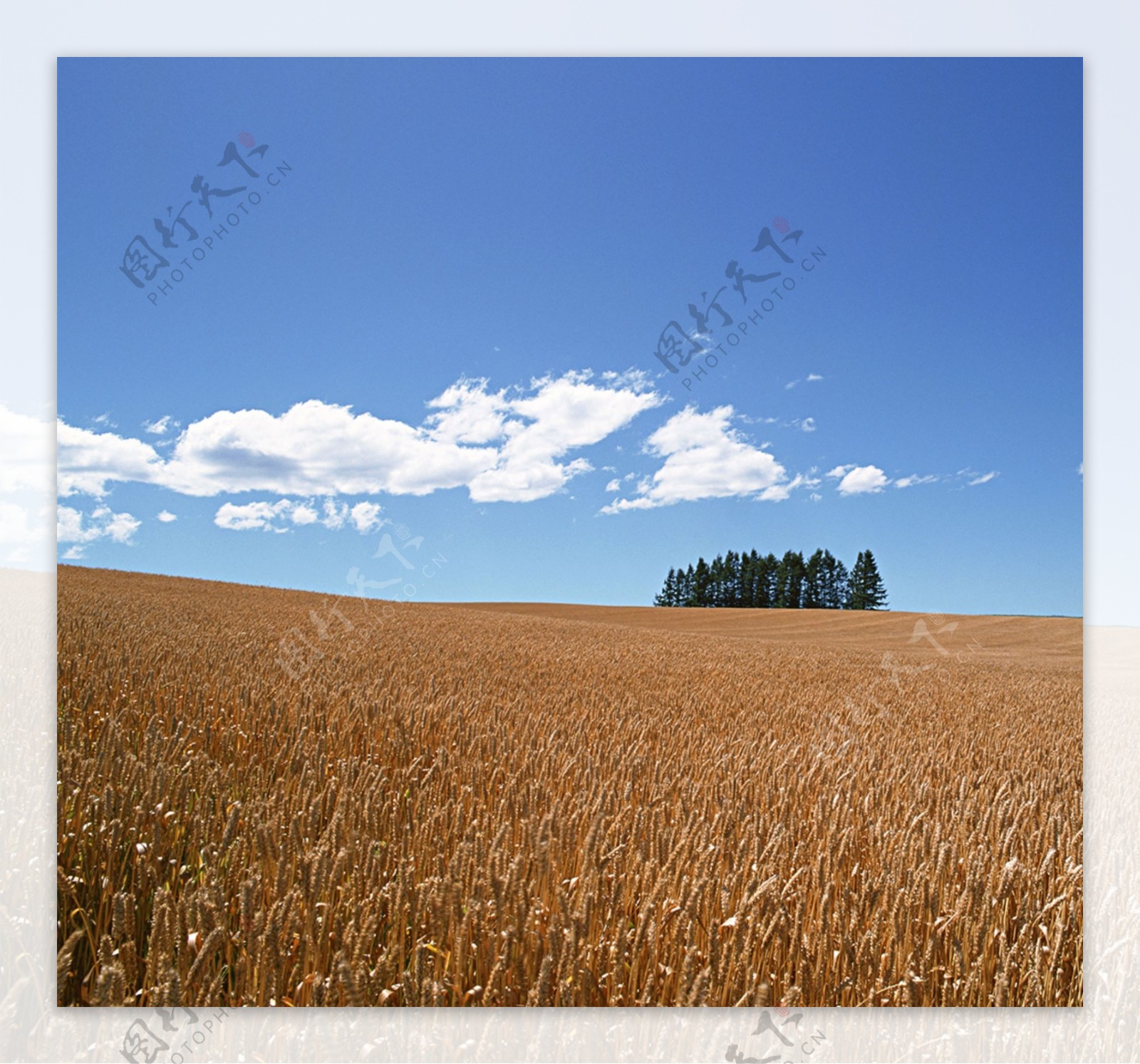 小麦熟了树木天空云彩设计海报背景