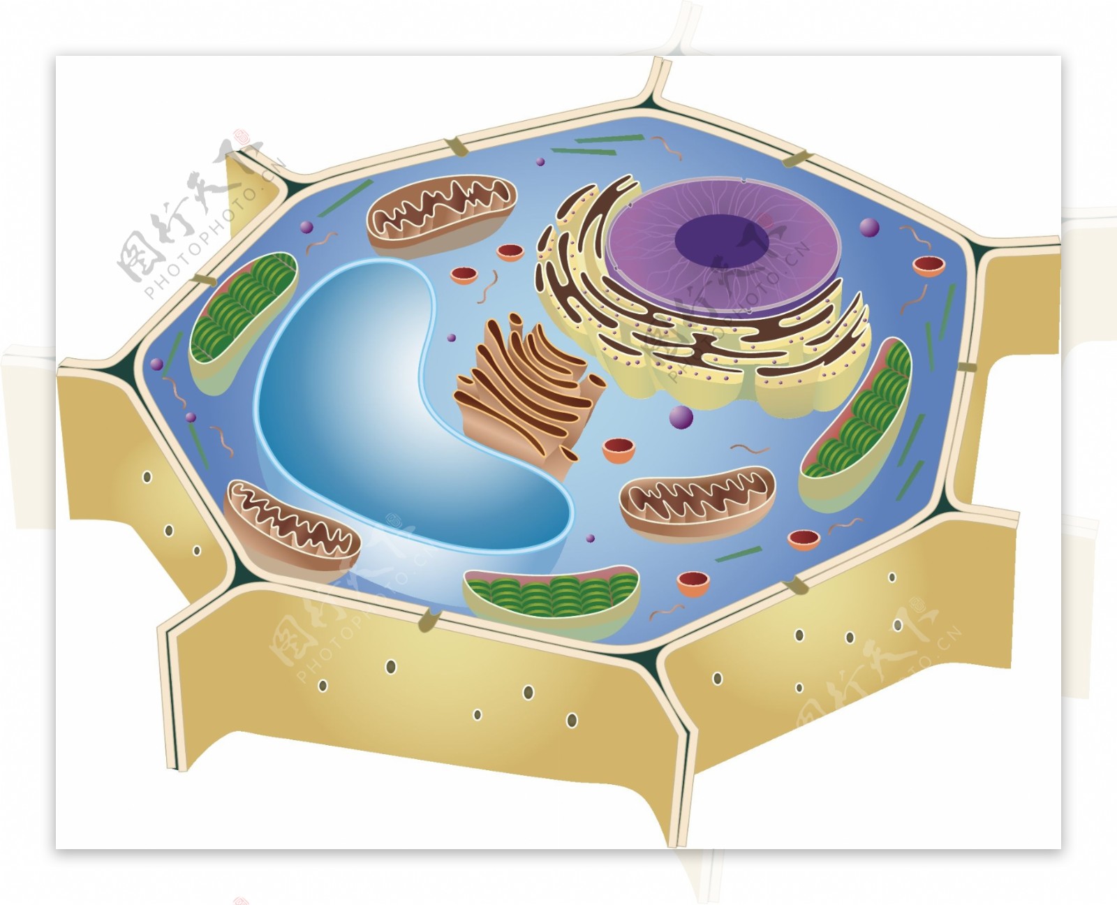 真核细胞（细胞生物学）_技点百科_技点网