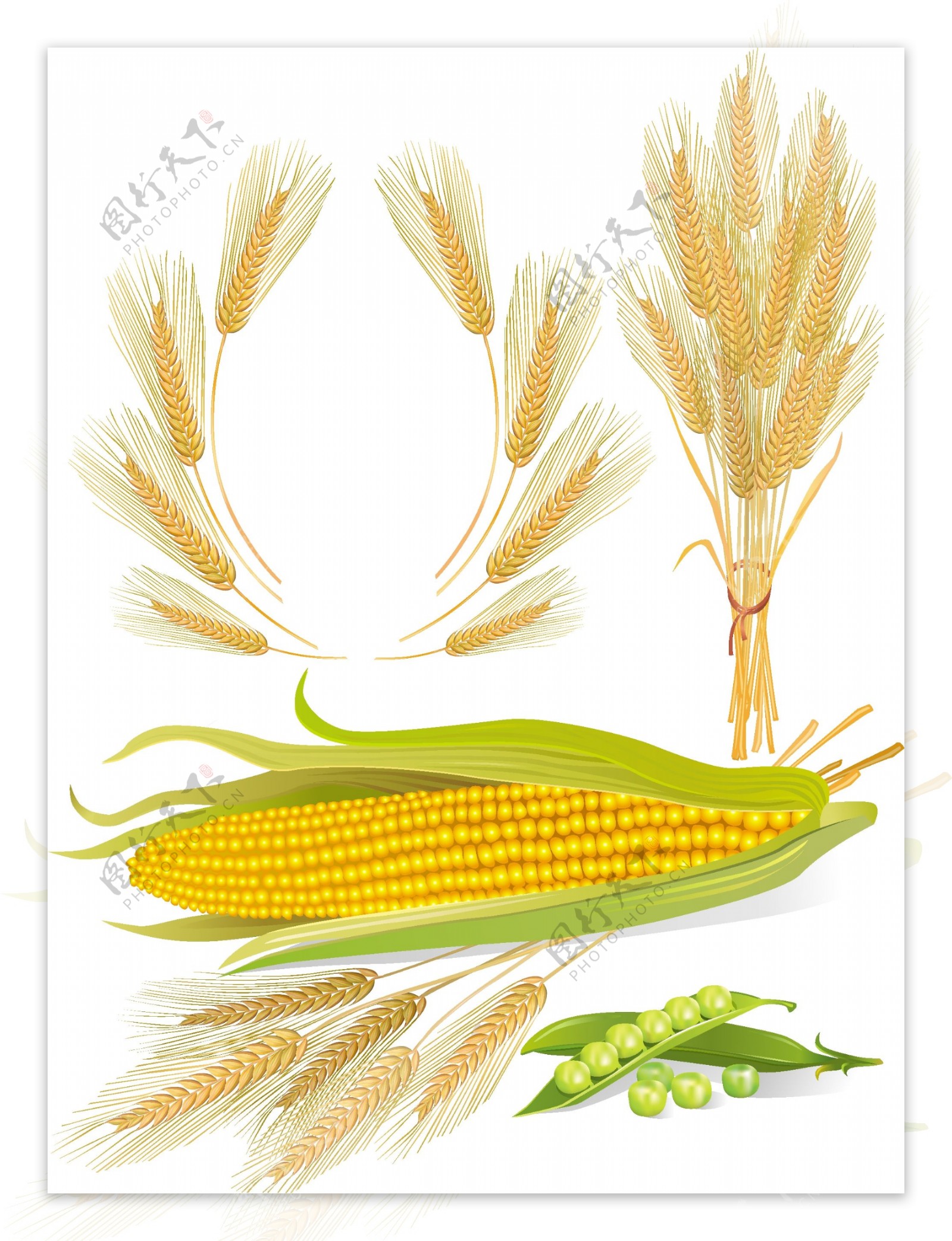 玉米和小麦矢量素材