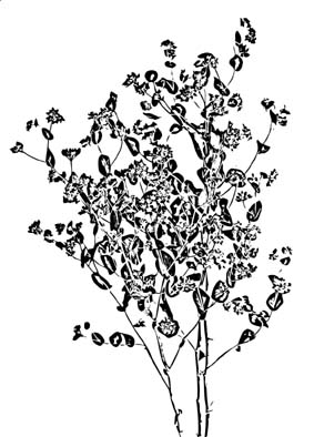 全球首席大百科水墨黑白笔刷叶子树叶叶脉脉络标本纹理拓印