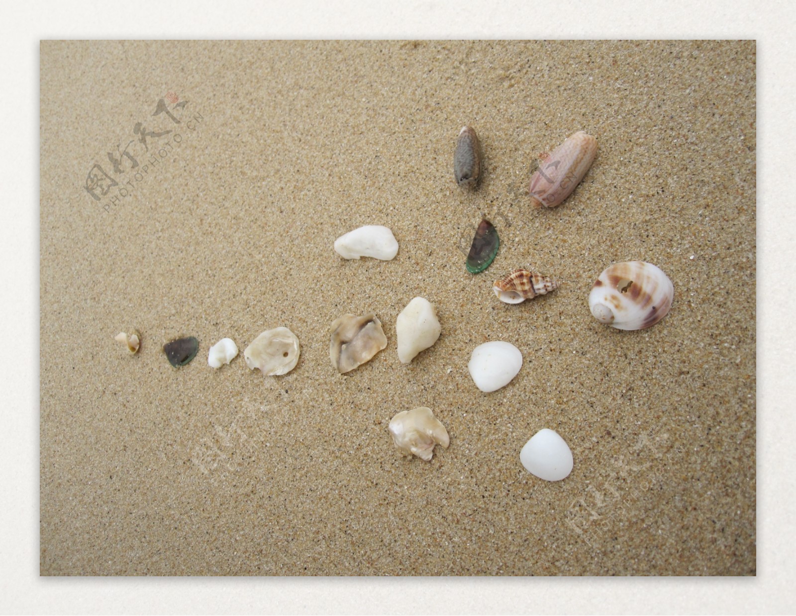 海滩贝壳图片