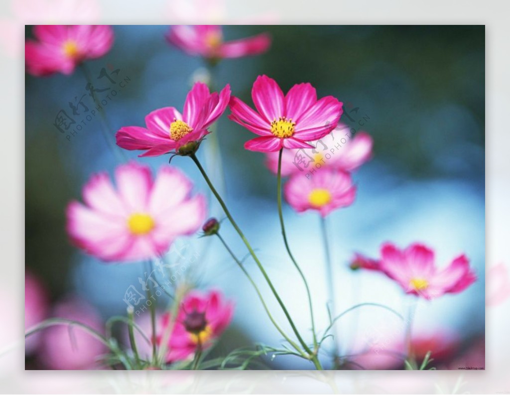 位图植物图案花朵写实花卉水仙花免费素材