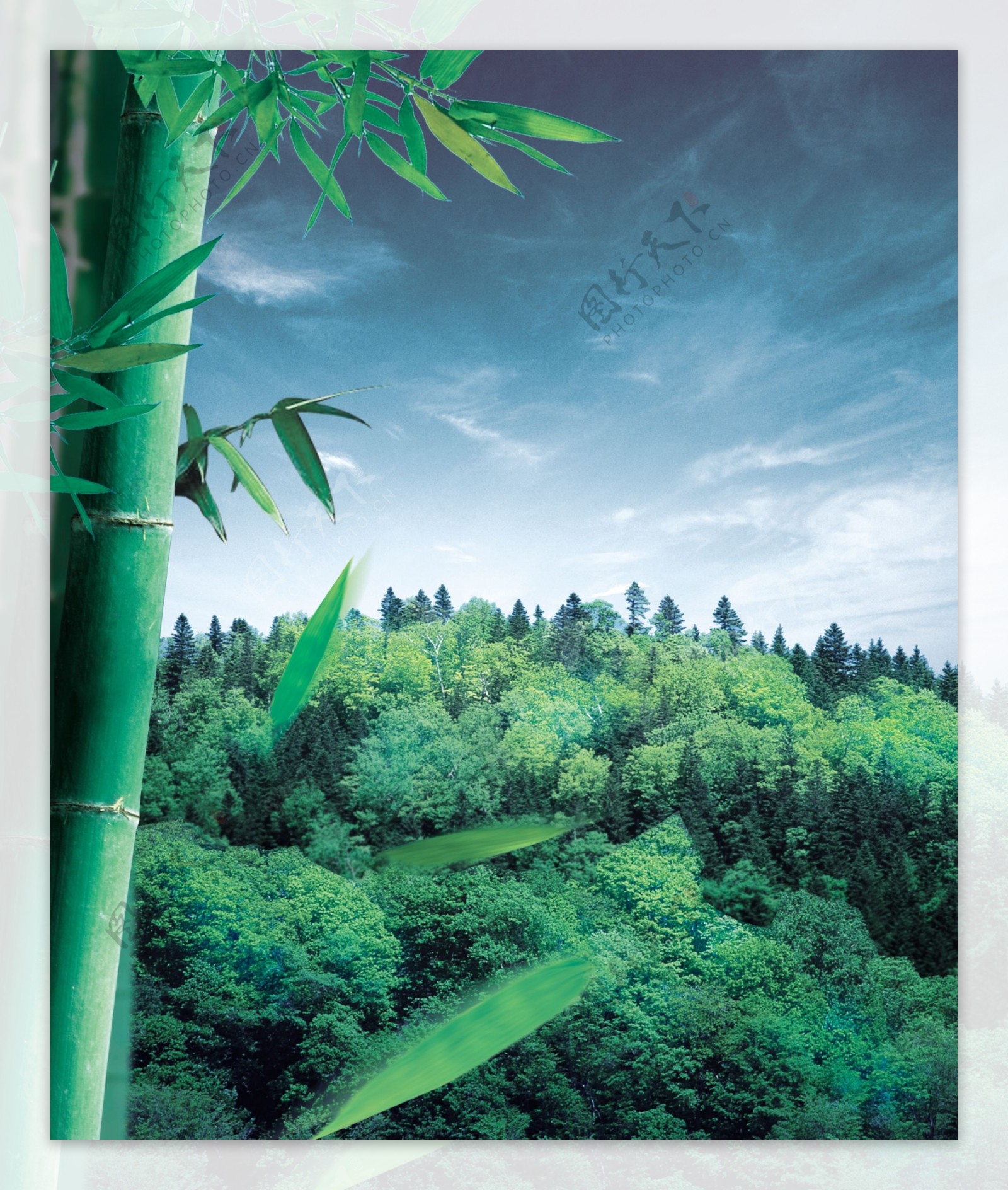 竹叶山林自然风景