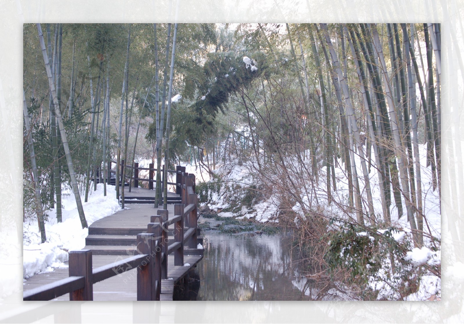 竹海雪景图片