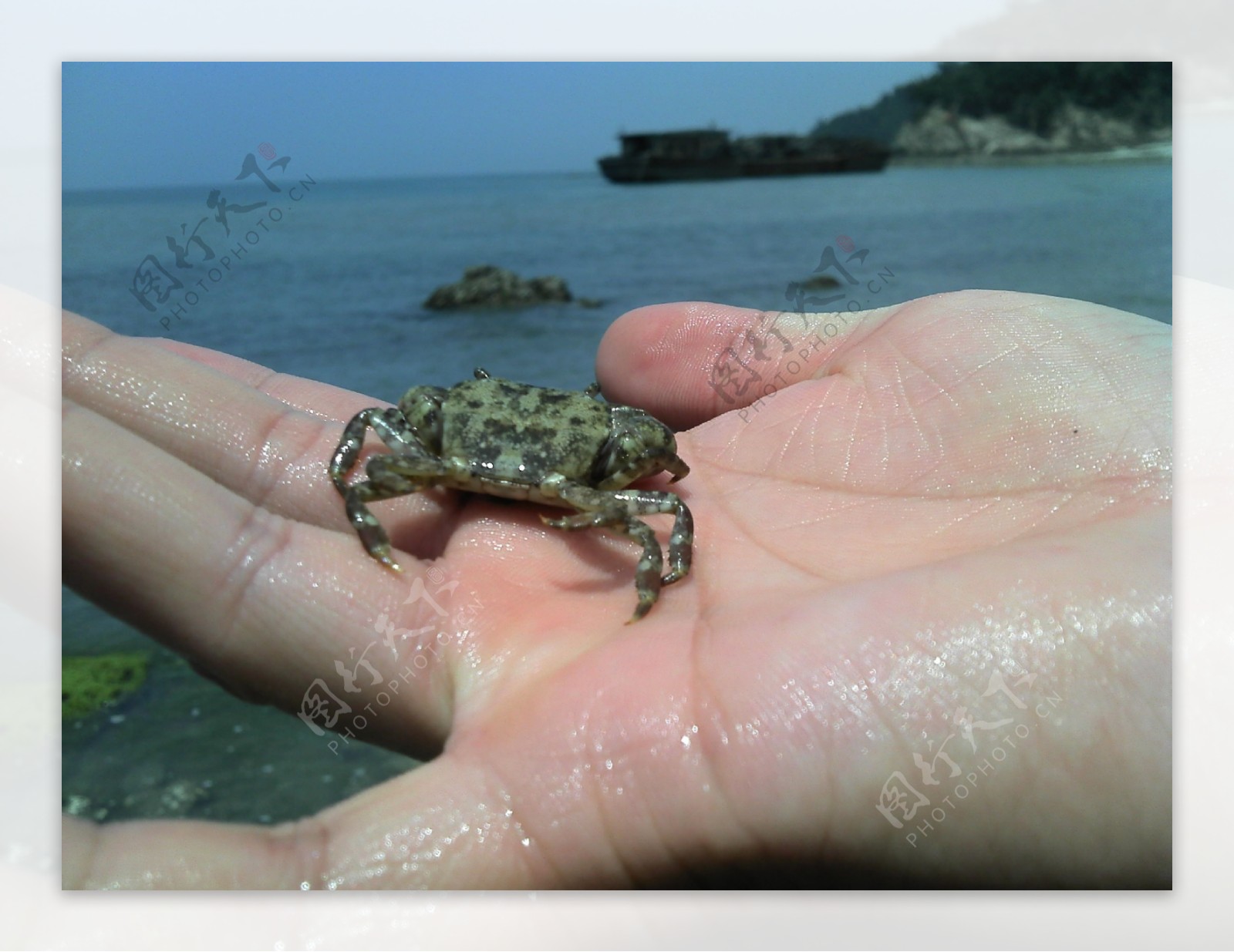 手上海螃蟹图片