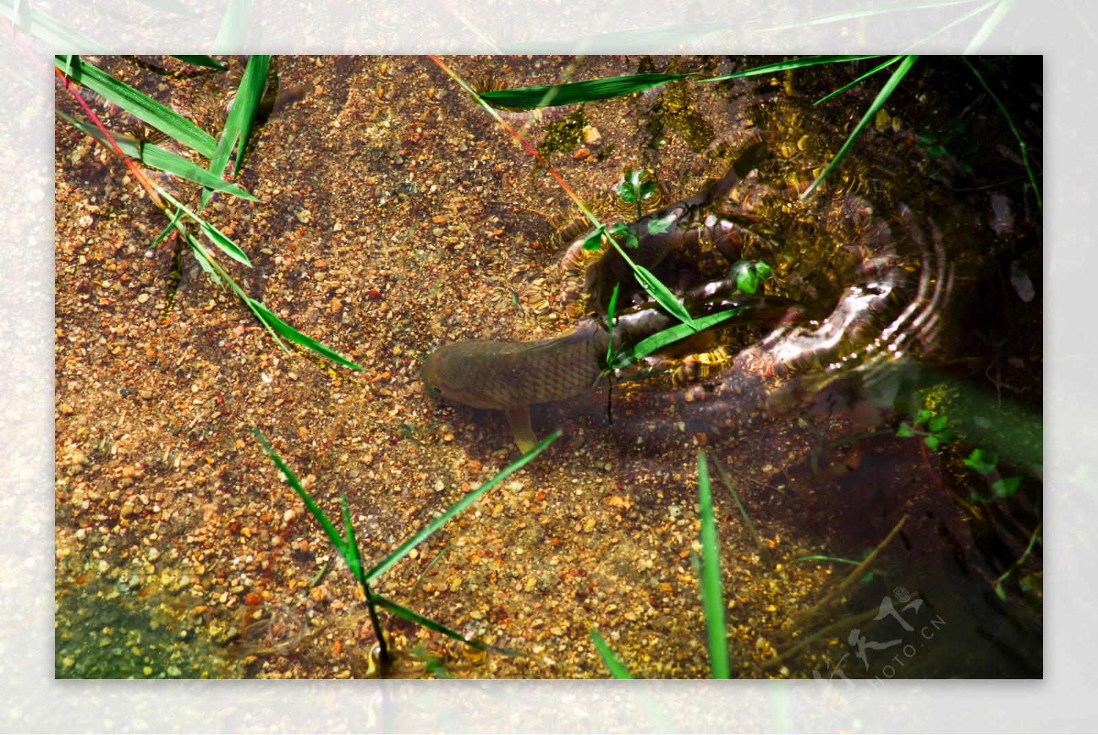 山溪中的鲤魚图片