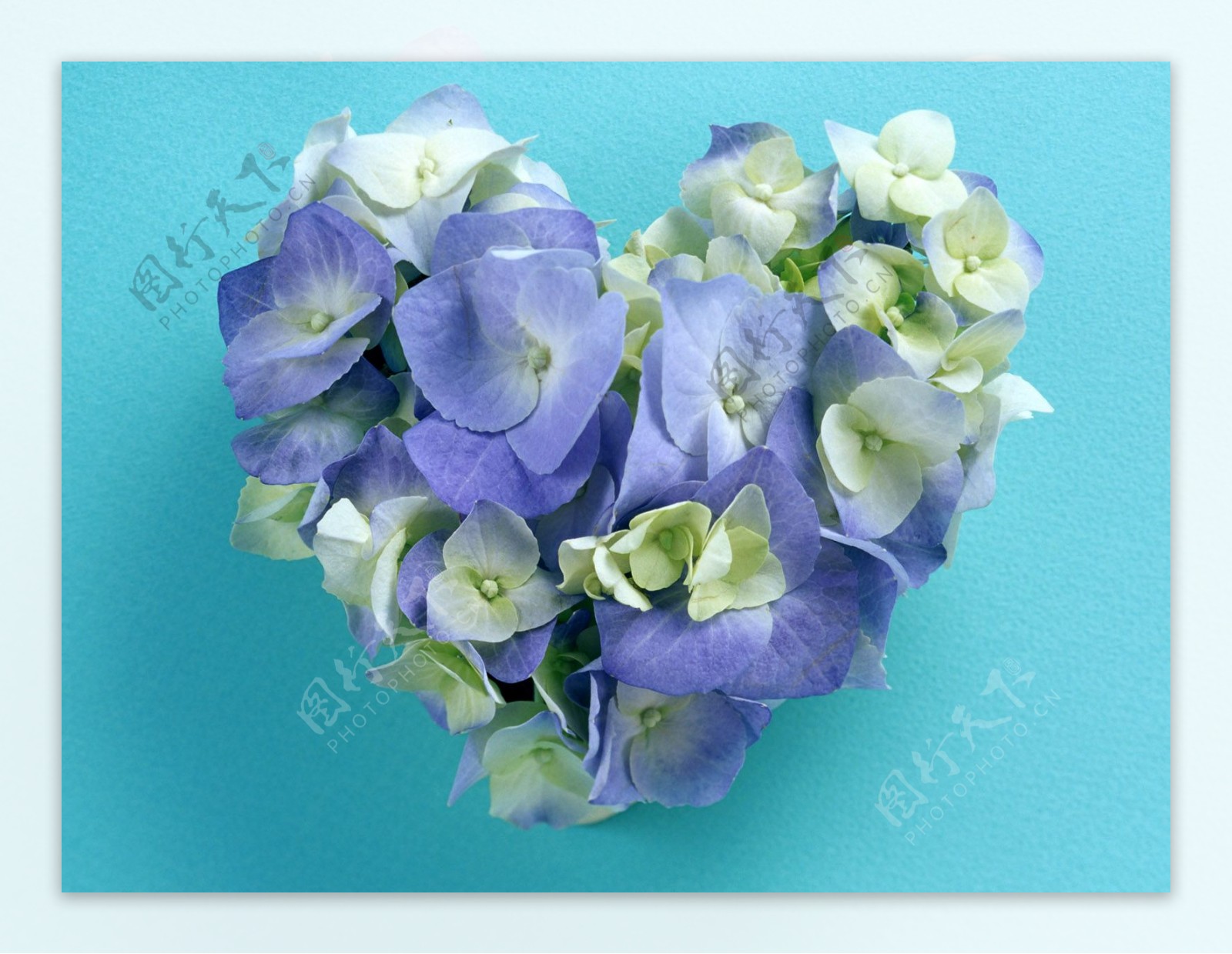 花的艺术浪漫的爱淡紫蓝色兰花心型花艺花环