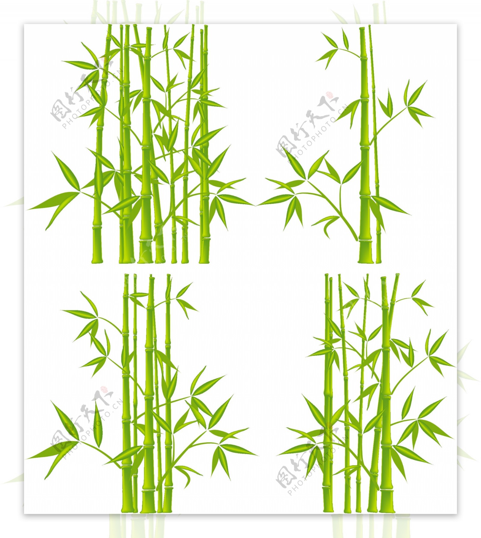 植物绿竹