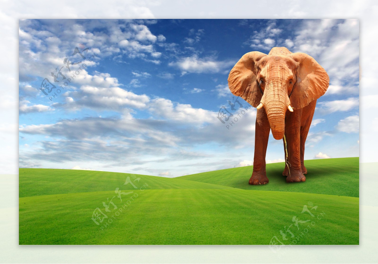 大象和草原高清图