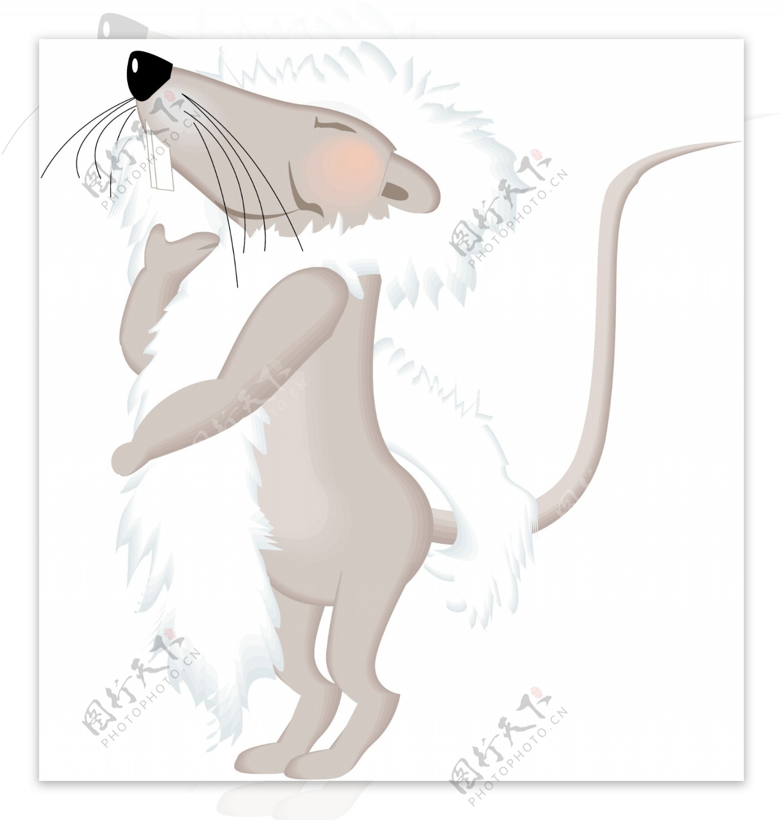 大鼠用羽毛围巾