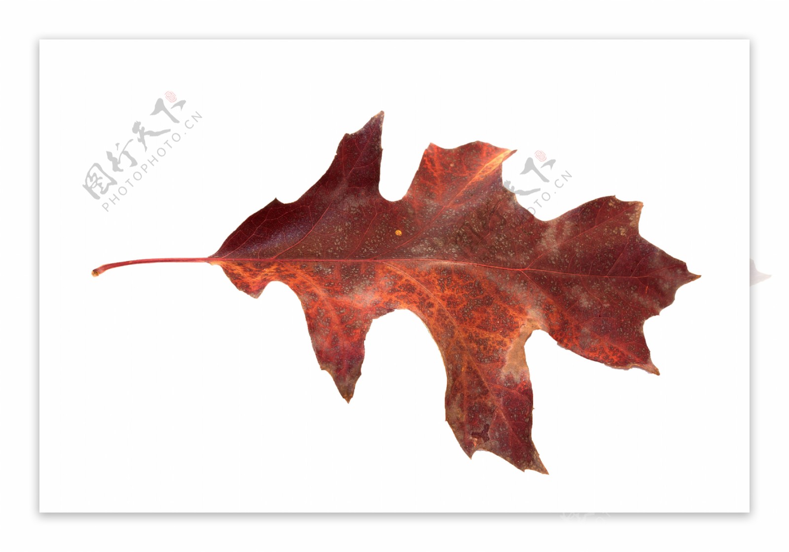 季节变化的红橡树叶