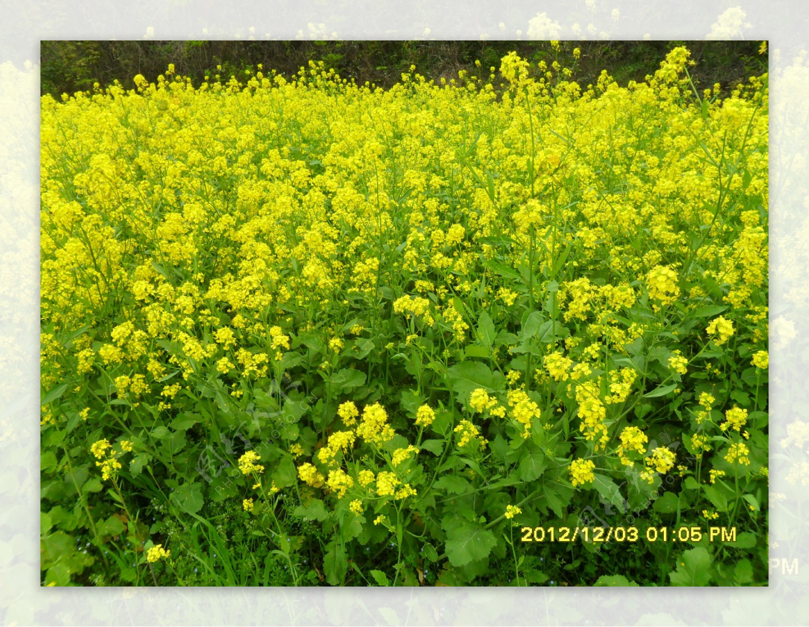 春天油菜花图片