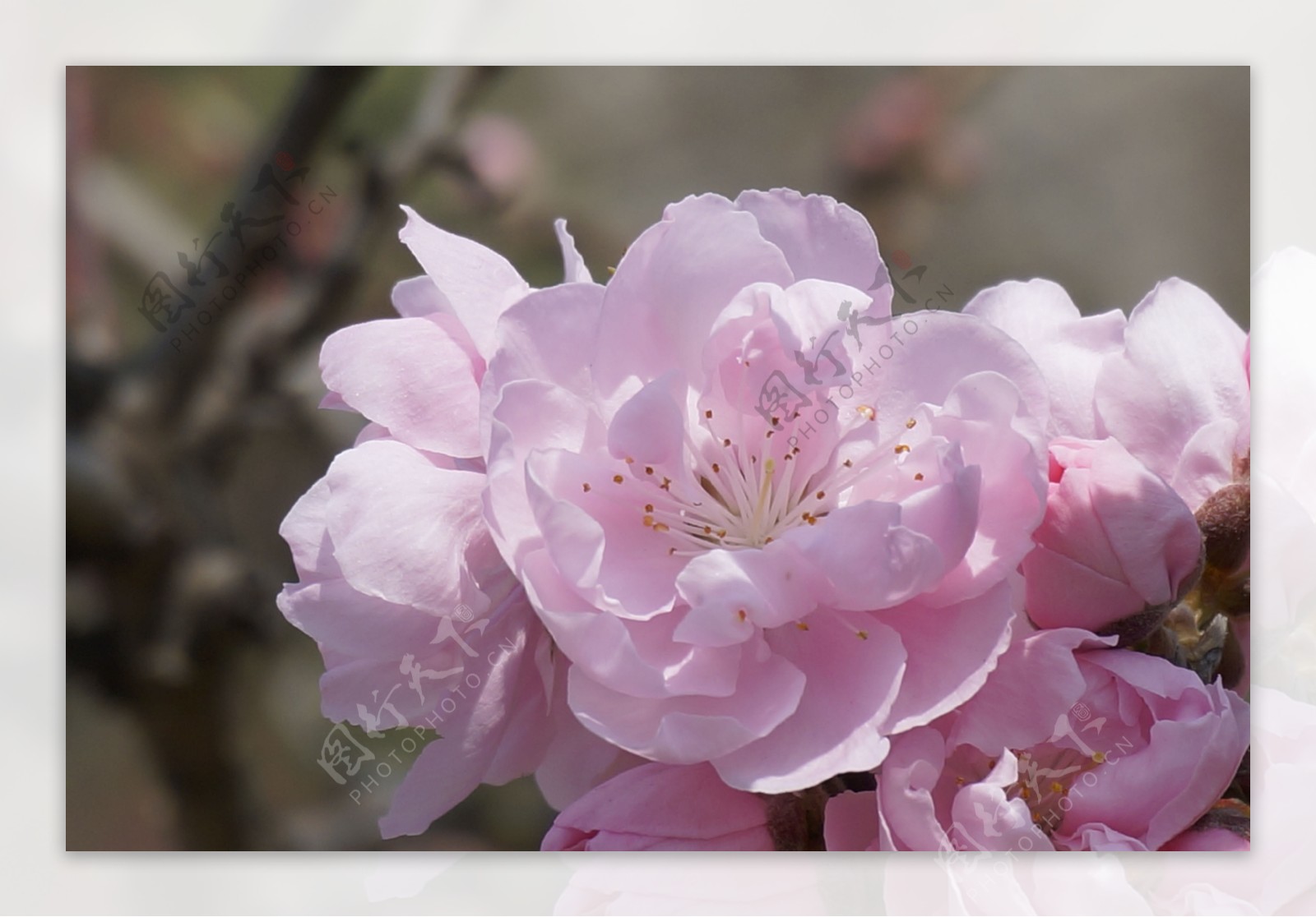 春天里的桃花图片