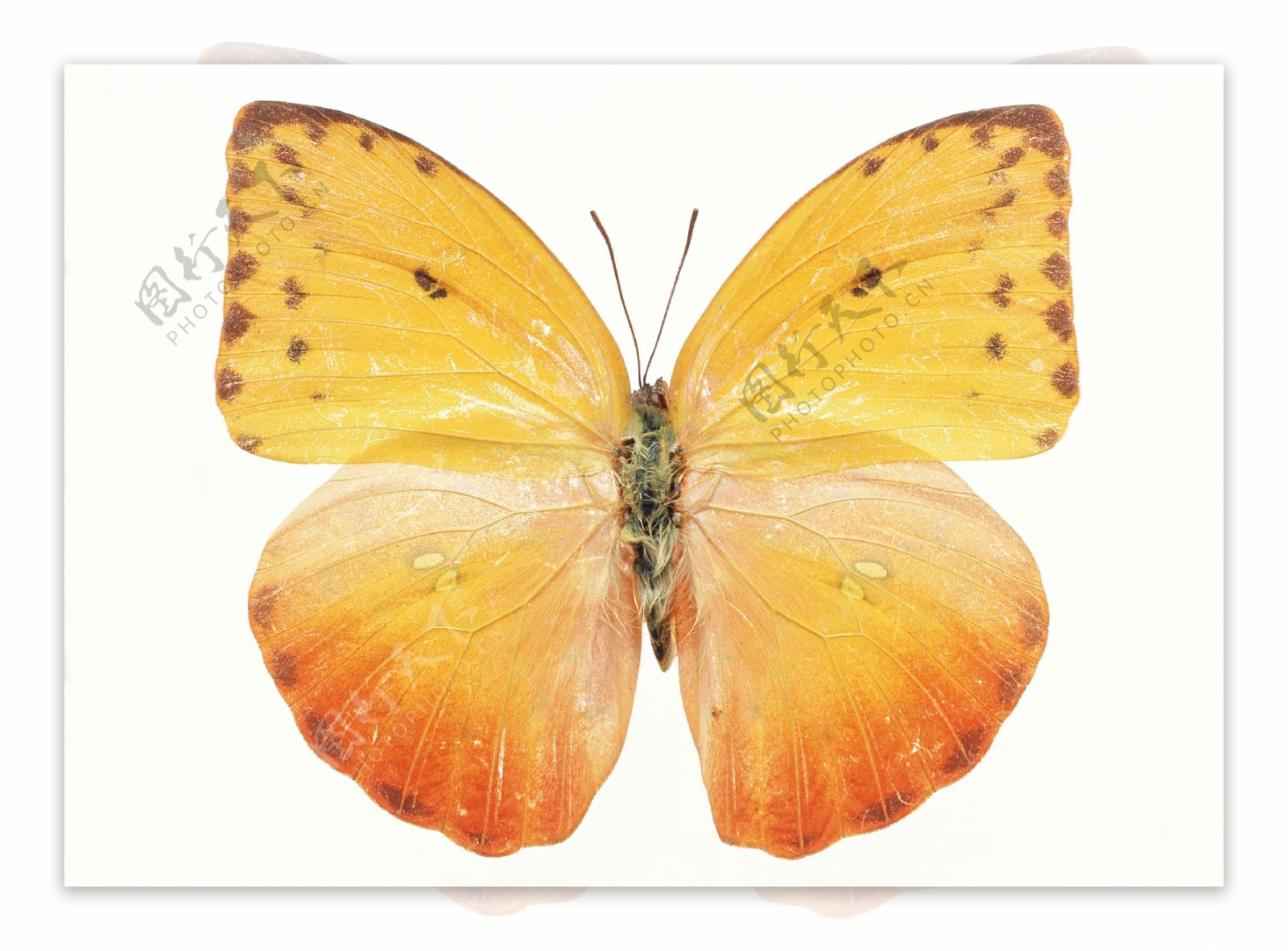 黄蝴蝶图片