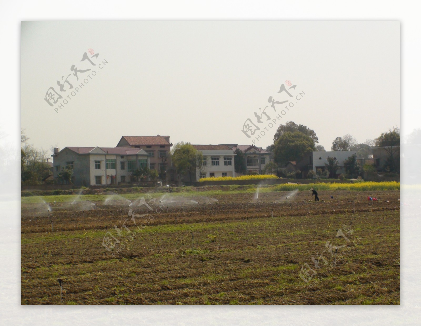 蔬菜基地油菜花图片