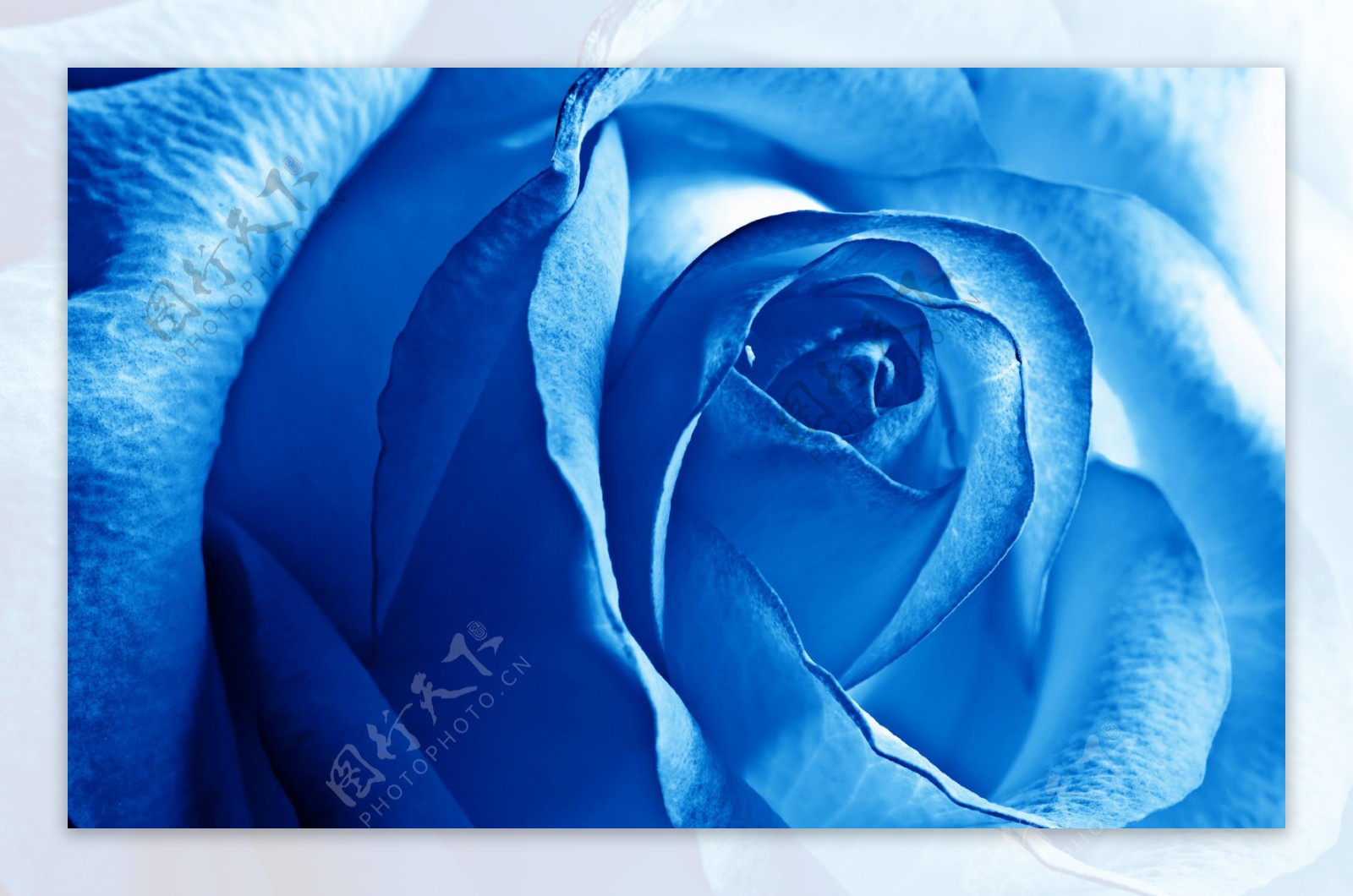 蓝色妖姬唯美爱情高清壁纸图片下载-植物壁纸-壁纸下载-美桌网