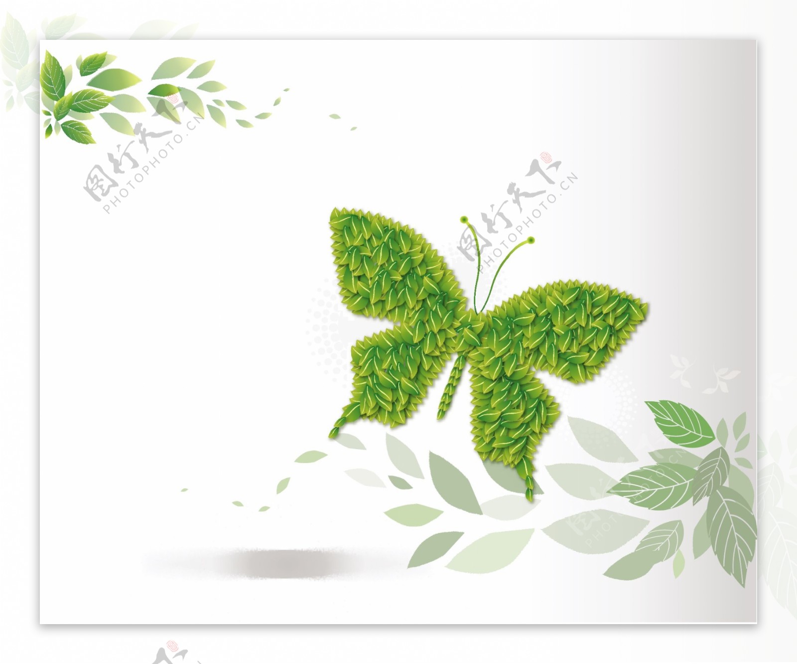 绿叶蝴蝶图片