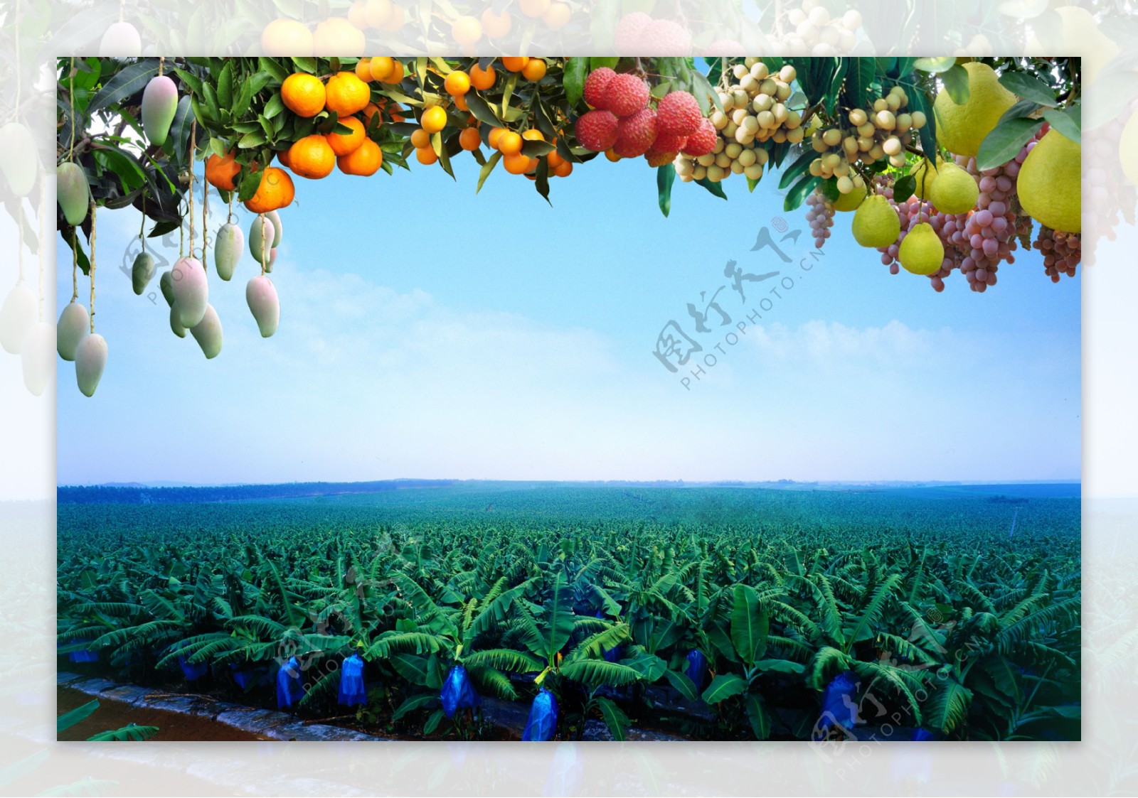 农业背景图图片
