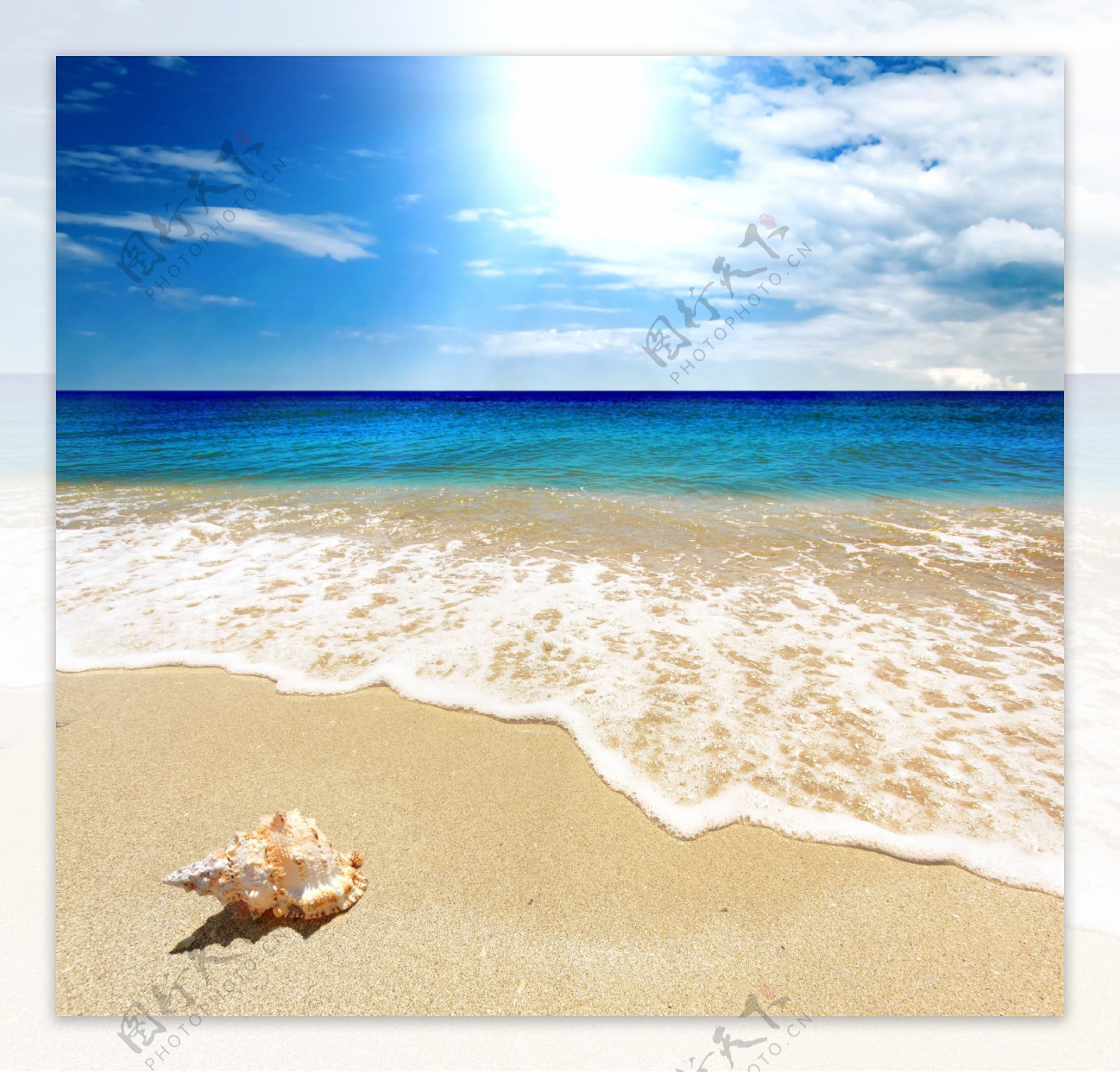 海滩沙滩海洋生物图片