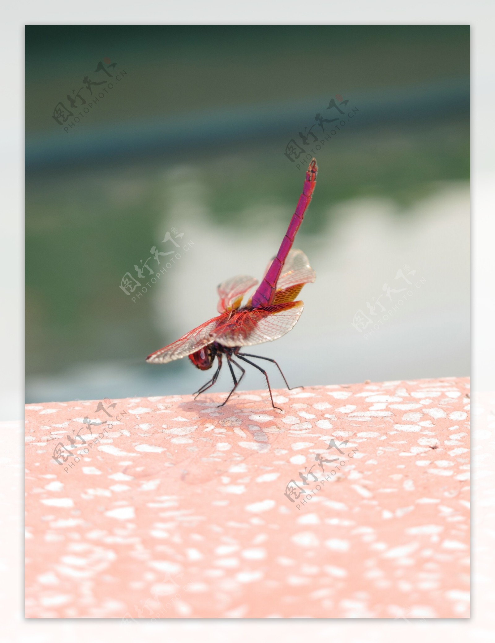 红蜻蜓特写图片