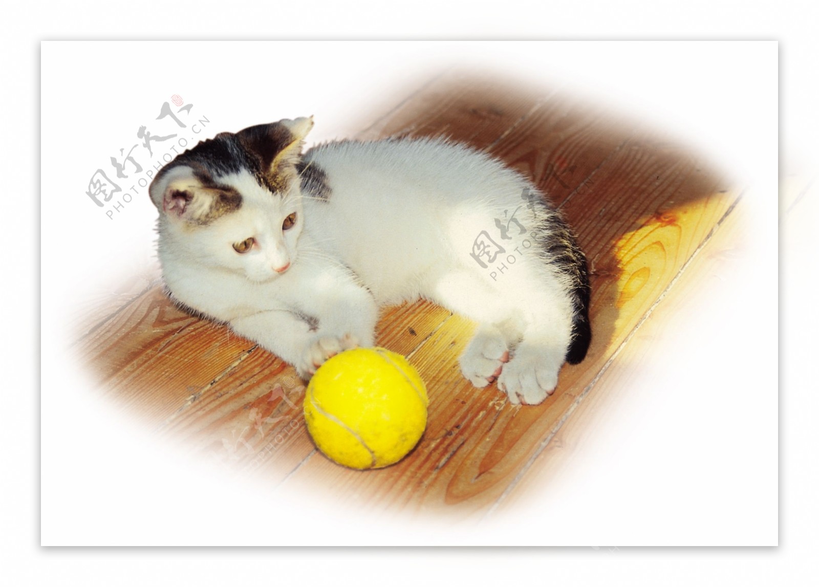地板小花猫网球图片