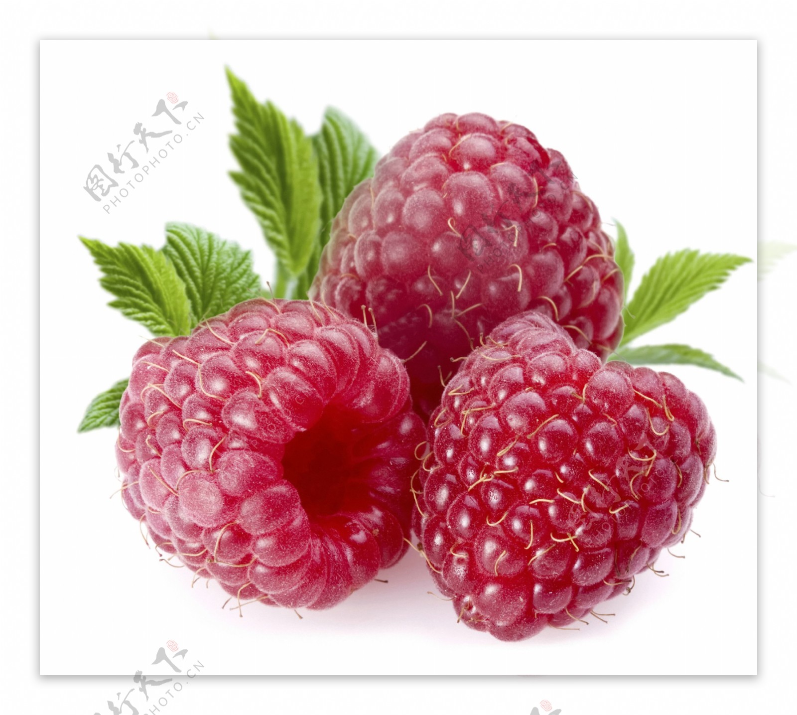 高清树莓png图片素材下载