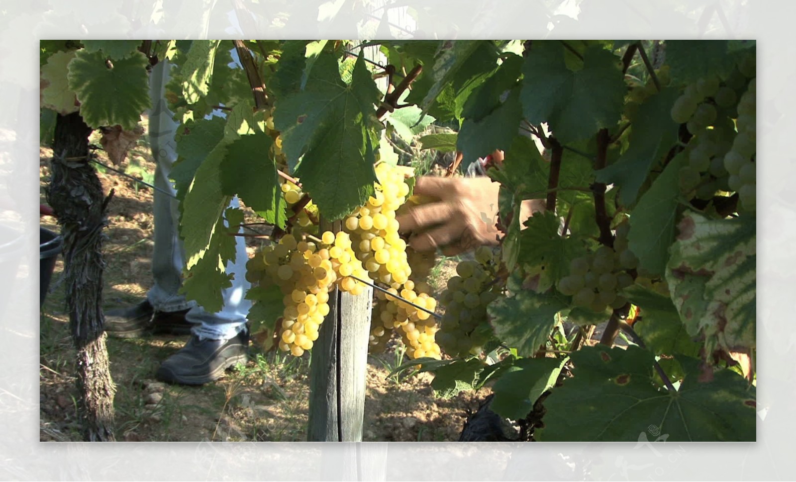 德国普法尔茨州白葡萄酒的葡萄34股票的录像视频免费下载