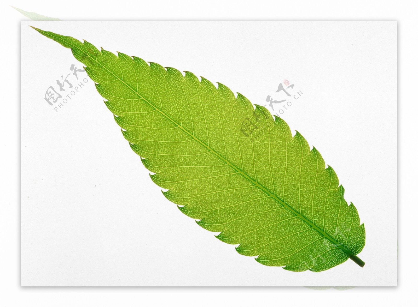 茂盛绿叶叶子树叶落叶叶脉脉络形状特点标本广告素材大辞典
