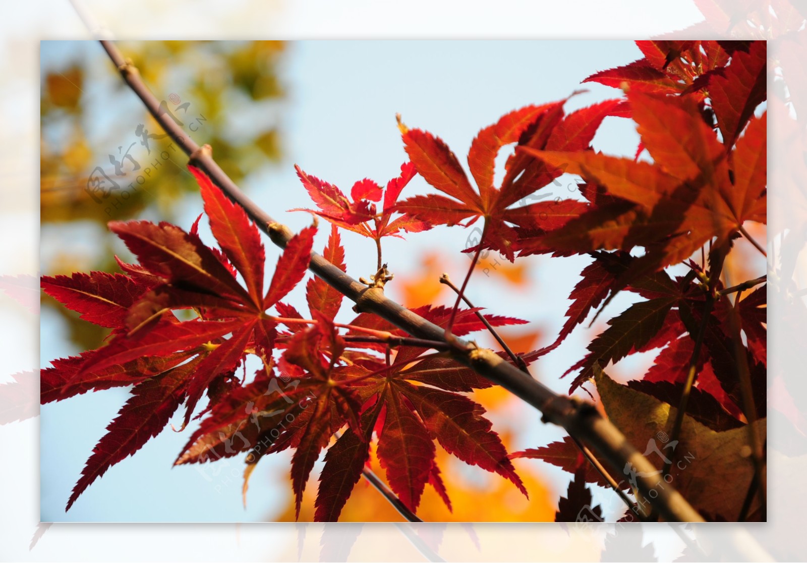 红叶槭树春天图片
