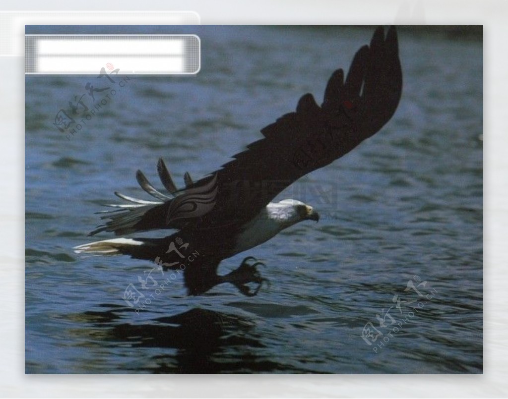 旅鸟老鹰飞翔动物飞行展翅翱翔广告素材大辞典