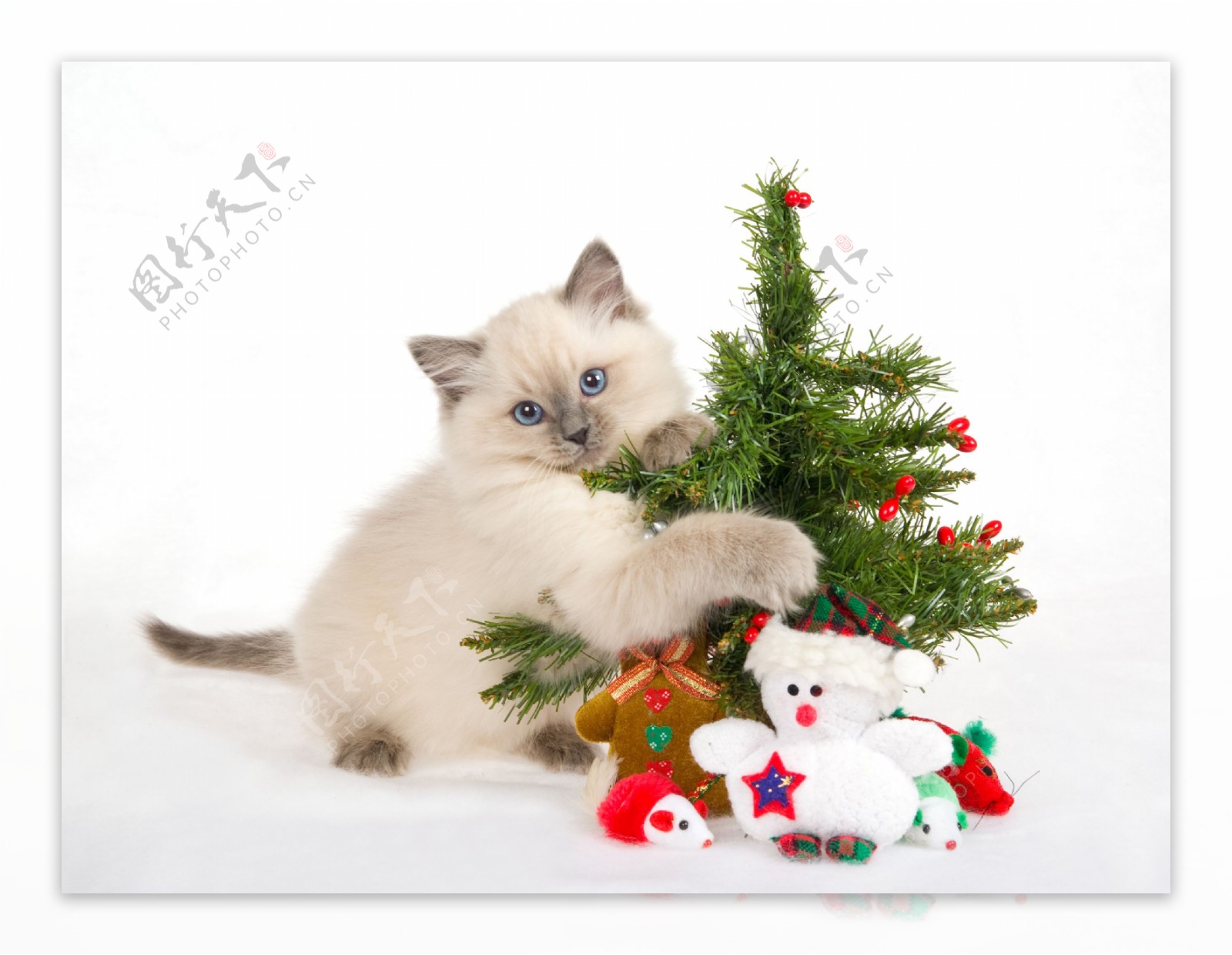 猫咪圣诞树公仔