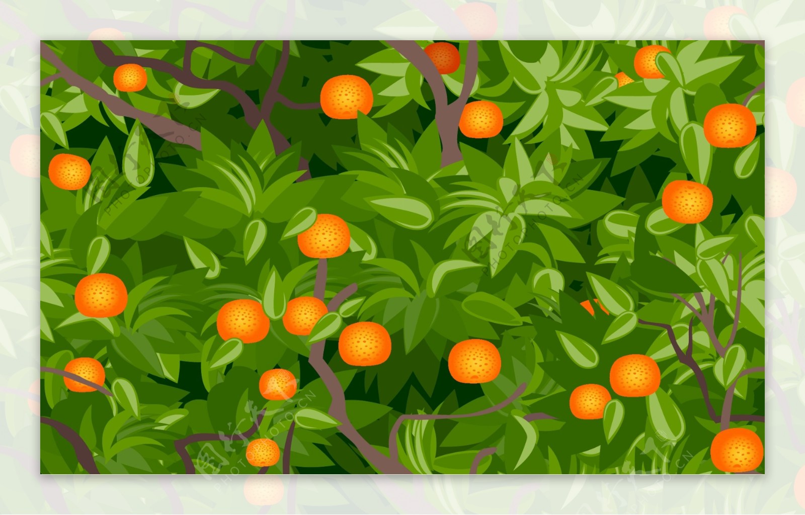 桔子果树插图图片